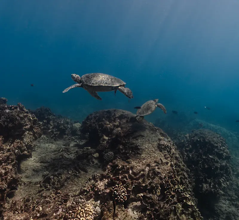 Two sea turtles gracefully swimming over a vibrant coral reef in crystal-clear ocean waters.