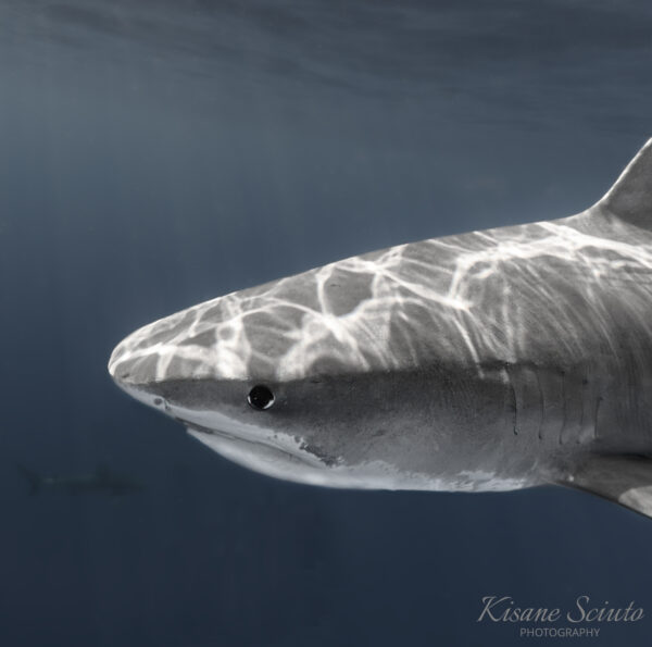 Close-up of a shark swimming in deep blue waters, with sunlight reflecting on its body and a faint silhouette of another shark in the distance.