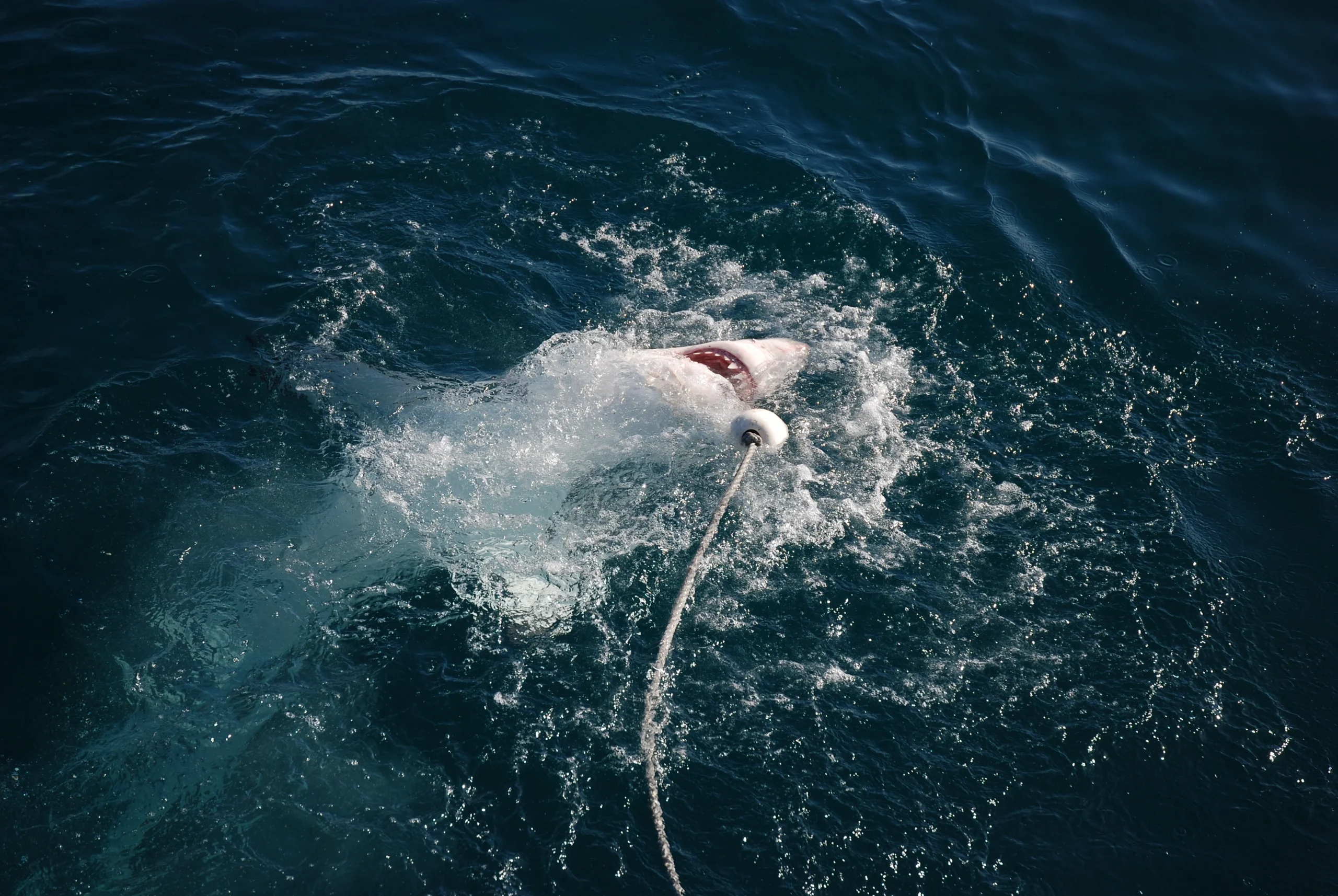 A great white shark breaching the water’s surface, biting onto a buoy attached to a rope in the open ocean.