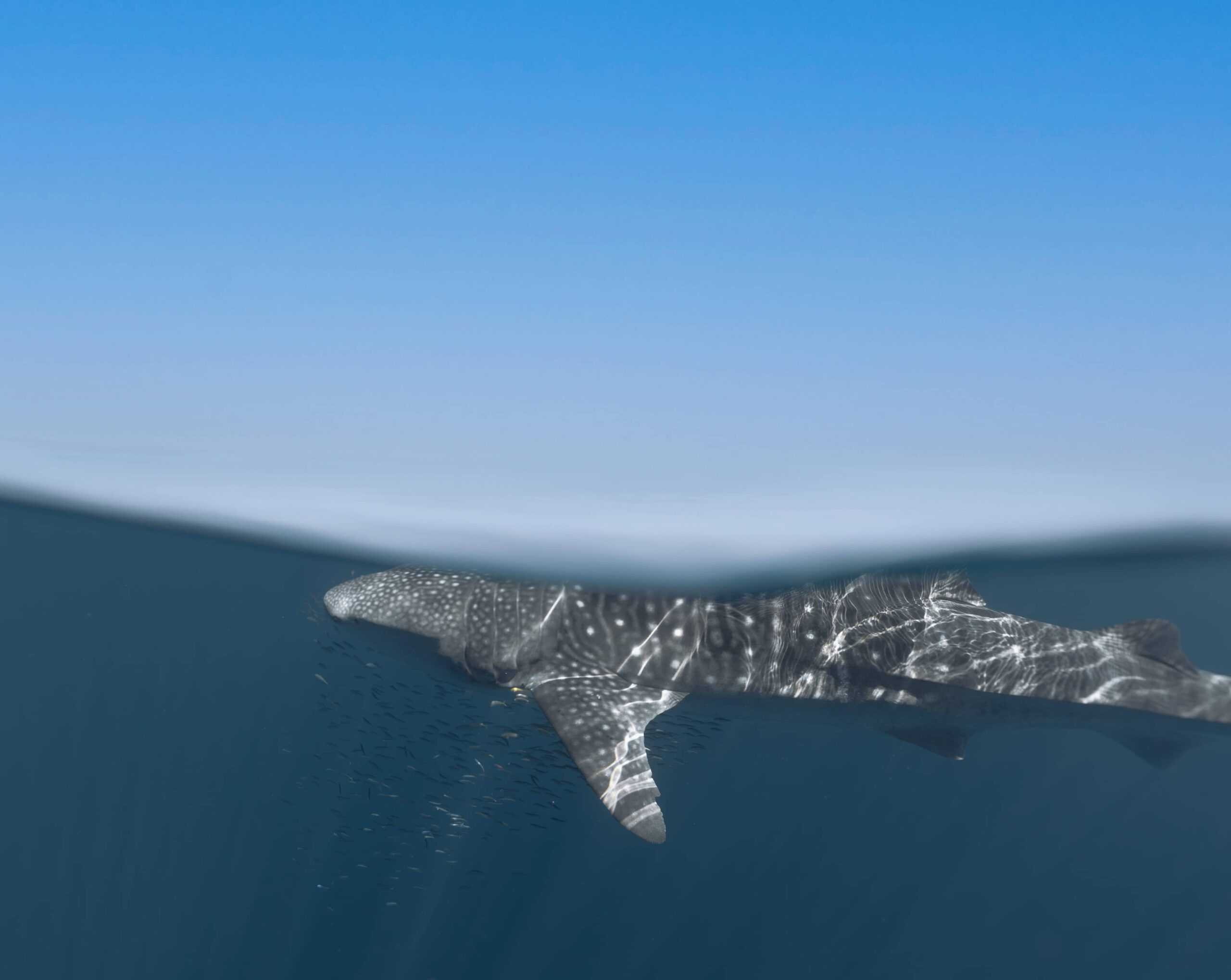 A whale shark gliding near the ocean surface, partially submerged with its distinctive spotted pattern illuminated by sunlight.