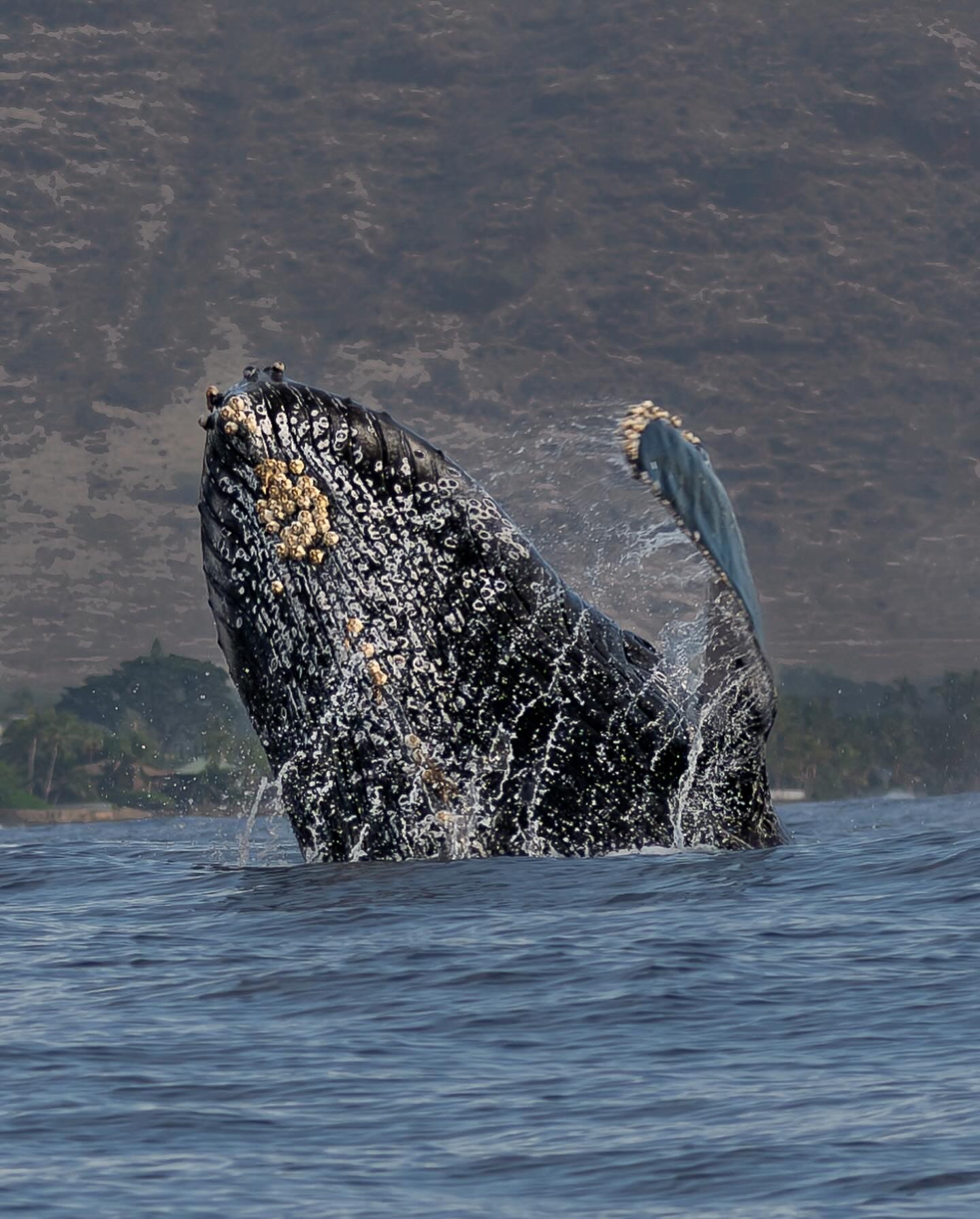 Humpback whale breaching the water's surface near the shore, with barnacles visible on its body against a coastal mountain backdrop.