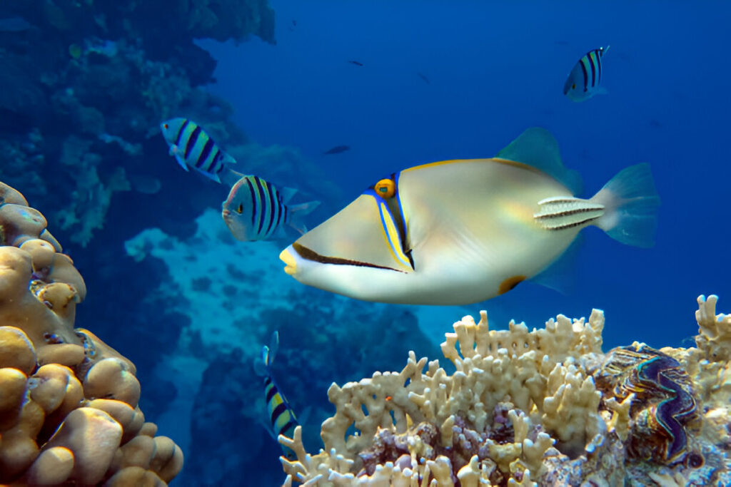 A colorful triggerfish swimming near vibrant coral reefs, surrounded by striped tropical fish in clear blue water.